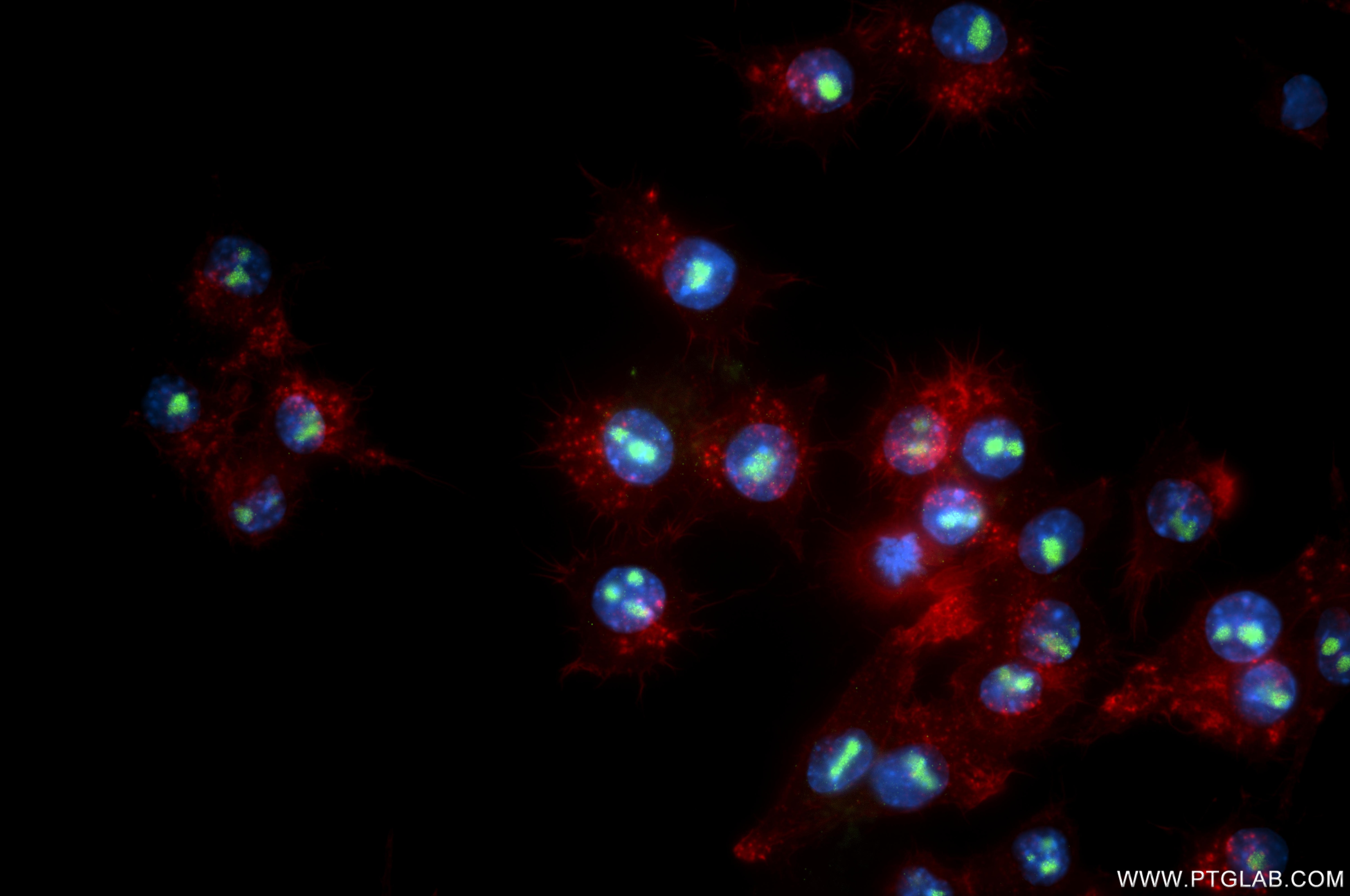 Immunofluorescent analysis of (4% PFA) fixed RAW 264.7 cells using KRR1 antibody (86993-3-RR, Clone: 252034F1 ) at dilution of 1:1000 and CoraLite®488-Conjugated Goat Anti-Rabbit IgG(H+L) (SA00013-2), CL594-Phalloidin (red). Immunofluorescence (IF) / fluorescent staining of RAW 264.7 cells using KRR1 Recombinant monoclonal antibody (86993-3-RR)