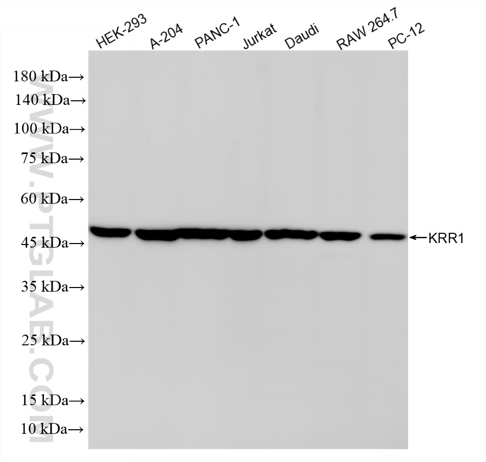 Various lysates were subjected to SDS PAGE followed by western blot with 86993-3-RR (KRR1 antibody) at dilution of 1:10000 incubated at room temperature for 1.5 hours. Western Blot (WB) analysis of various lysates using KRR1 Recombinant monoclonal antibody (86993-3-RR)