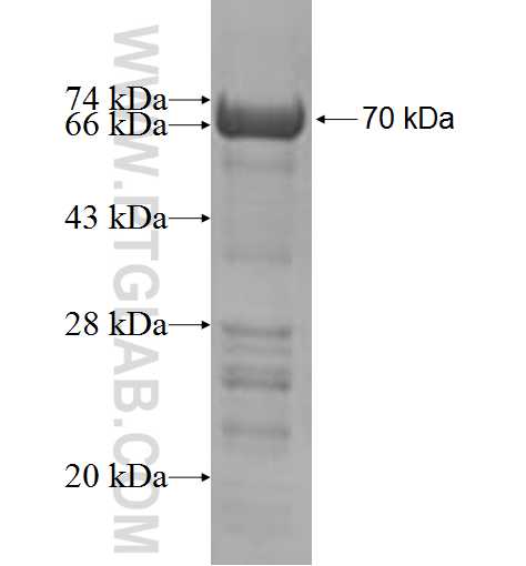 KRR1 fusion protein Ag3464 SDS-PAGE