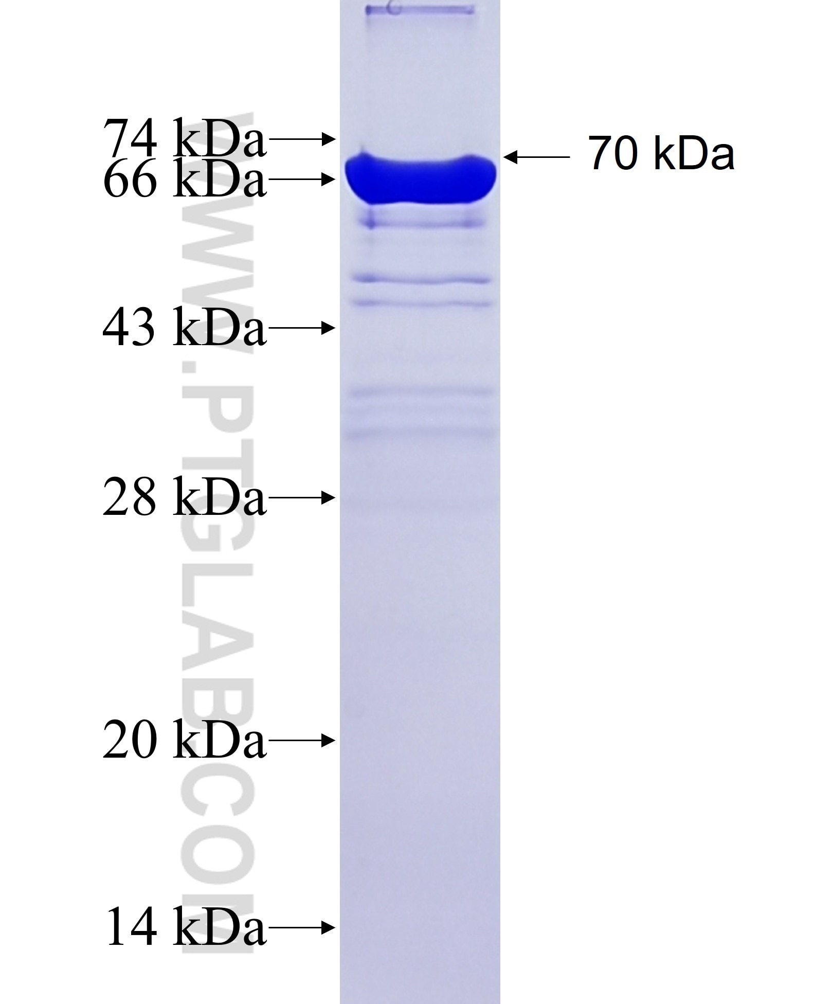 KRR1 fusion protein Ag3464 SDS-PAGE