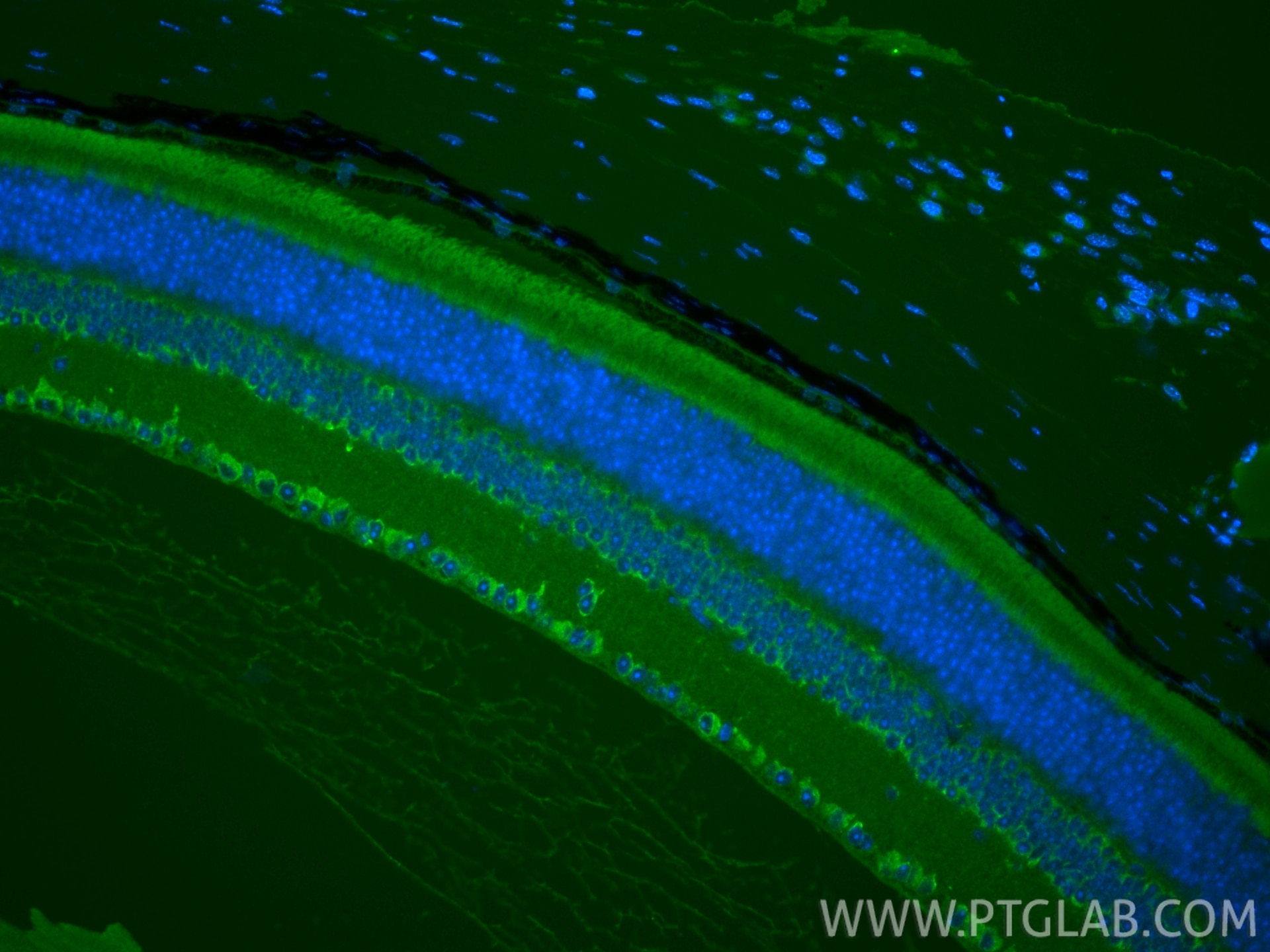Immunofluorescence (IF) / fluorescent staining of mouse eye tissue using Cytokeratin 12 Polyclonal antibody (24789-1-AP)