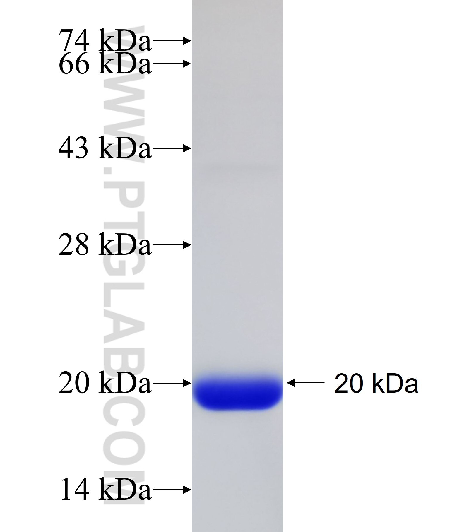 KRT12 fusion protein Ag20332 SDS-PAGE