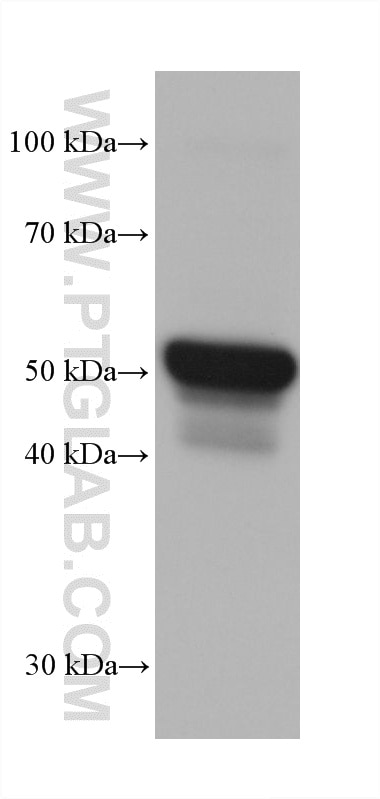 WB analysis of HaCaT using 66684-1-Ig Western Blot (WB) analysis of HaCaT cells using Cytokeratin 13 Monoclonal antibody (66684-1-Ig)