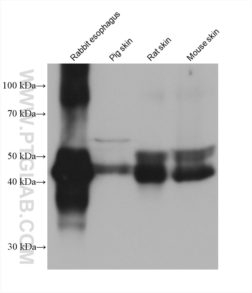 WB analysis using 66684-1-Ig Western Blot (WB) analysis of various lysates using Cytokeratin 13 Monoclonal antibody (66684-1-Ig)