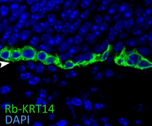 Immunofluorescence (IF) / fluorescent staining of mouse olfactory epithelium tissue using Cytokeratin 14 Polyclonal antibody (10143-1-AP)