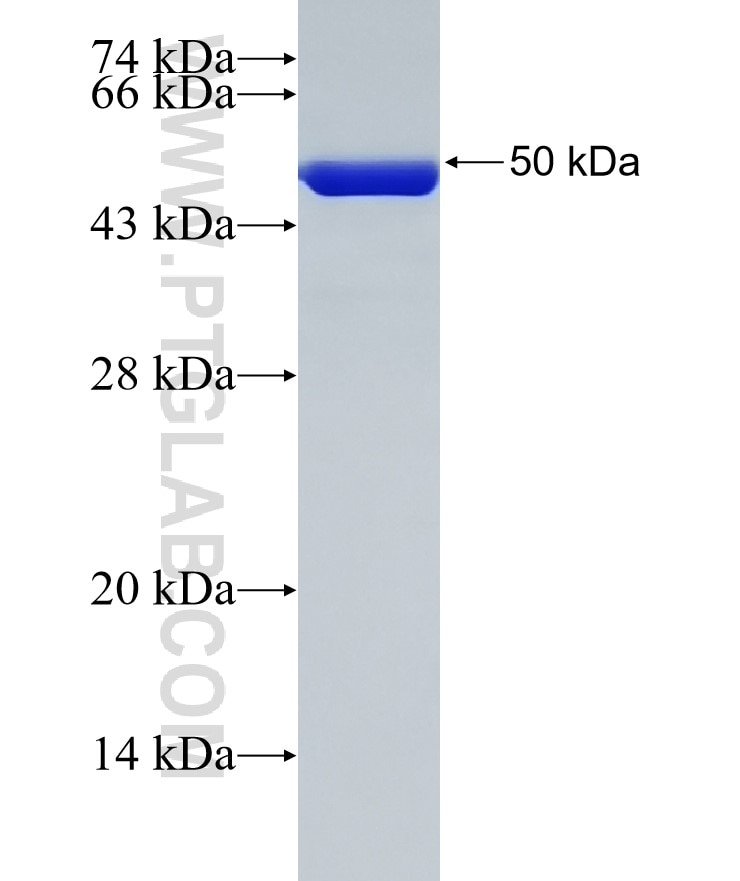 KRT14 fusion protein Ag0188 SDS-PAGE