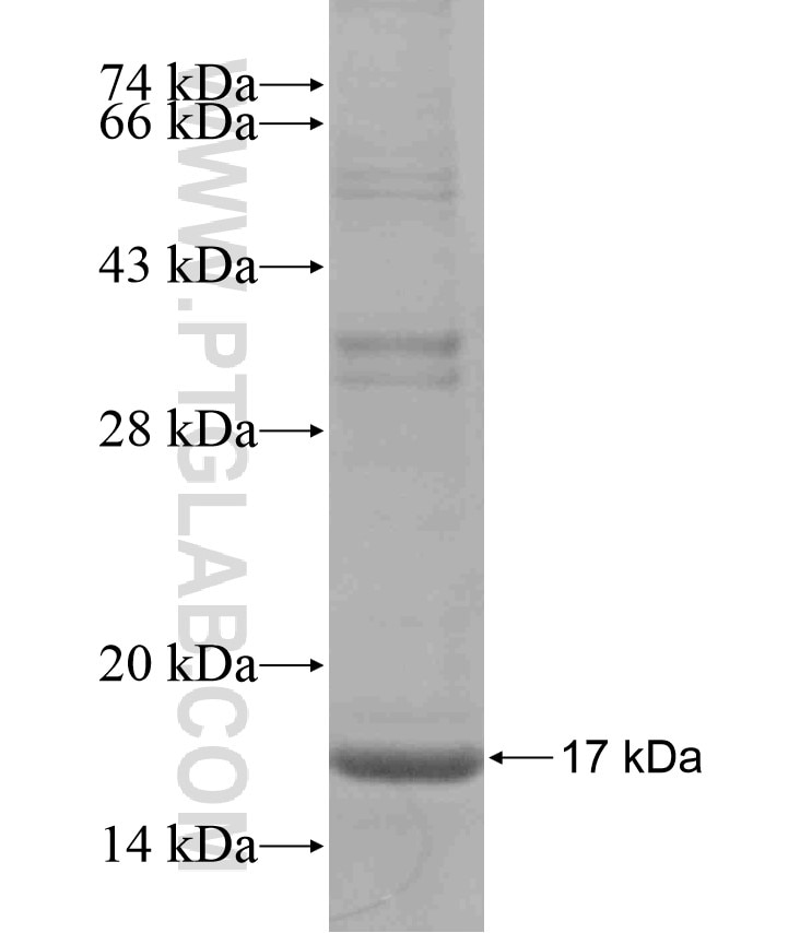 KRT14 fusion protein Ag17648 SDS-PAGE
