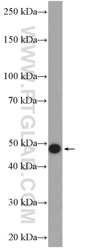 Western Blot (WB) analysis of HeLa cells using Cytokeratin 15 Polyclonal antibody (10137-1-AP)