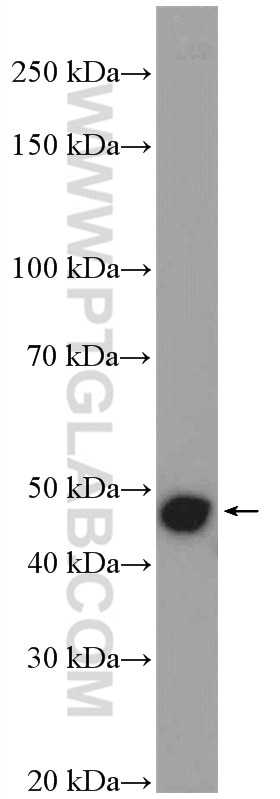 Western Blot (WB) analysis of PC-3 cells using Cytokeratin 15 Polyclonal antibody (10137-1-AP)