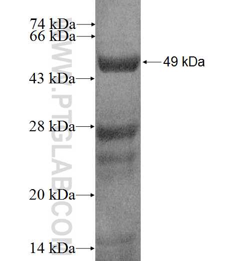 KRT15 fusion protein Ag0185 SDS-PAGE