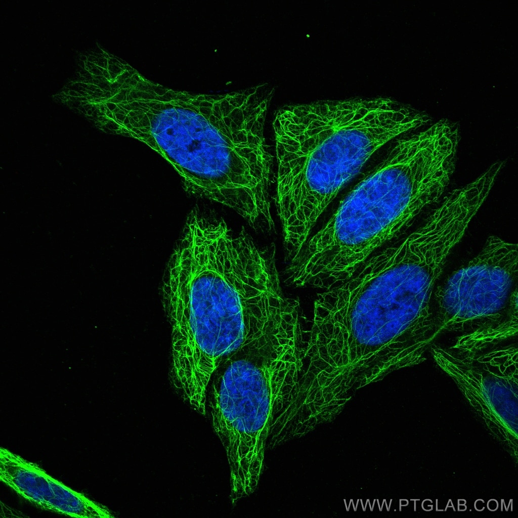 Immunofluorescence (IF) / fluorescent staining of HepG2 cells using Cytokeratin 17-Specific Polyclonal antibody (17516-1-AP)