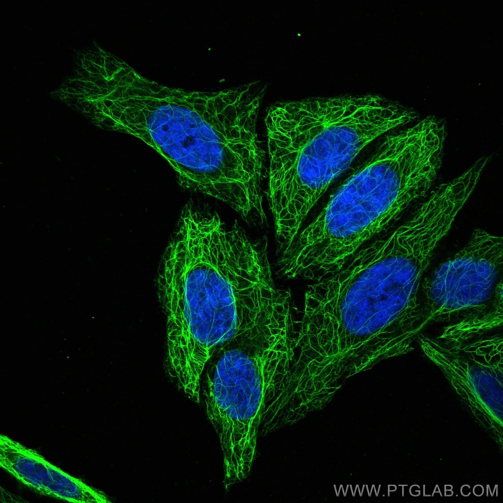 IF Staining of HepG2 using 17516-1-AP