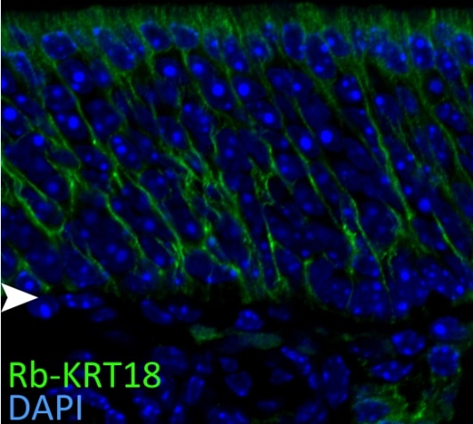 Immunofluorescence (IF) / fluorescent staining of mouse olfactory epithelium tissue using Cytokeratin 18 Polyclonal antibody (10830-1-AP)