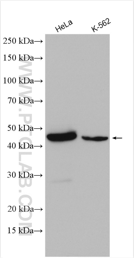 Western Blot (WB) analysis of various lysates using Cytokeratin 18 Polyclonal antibody (10830-1-AP)