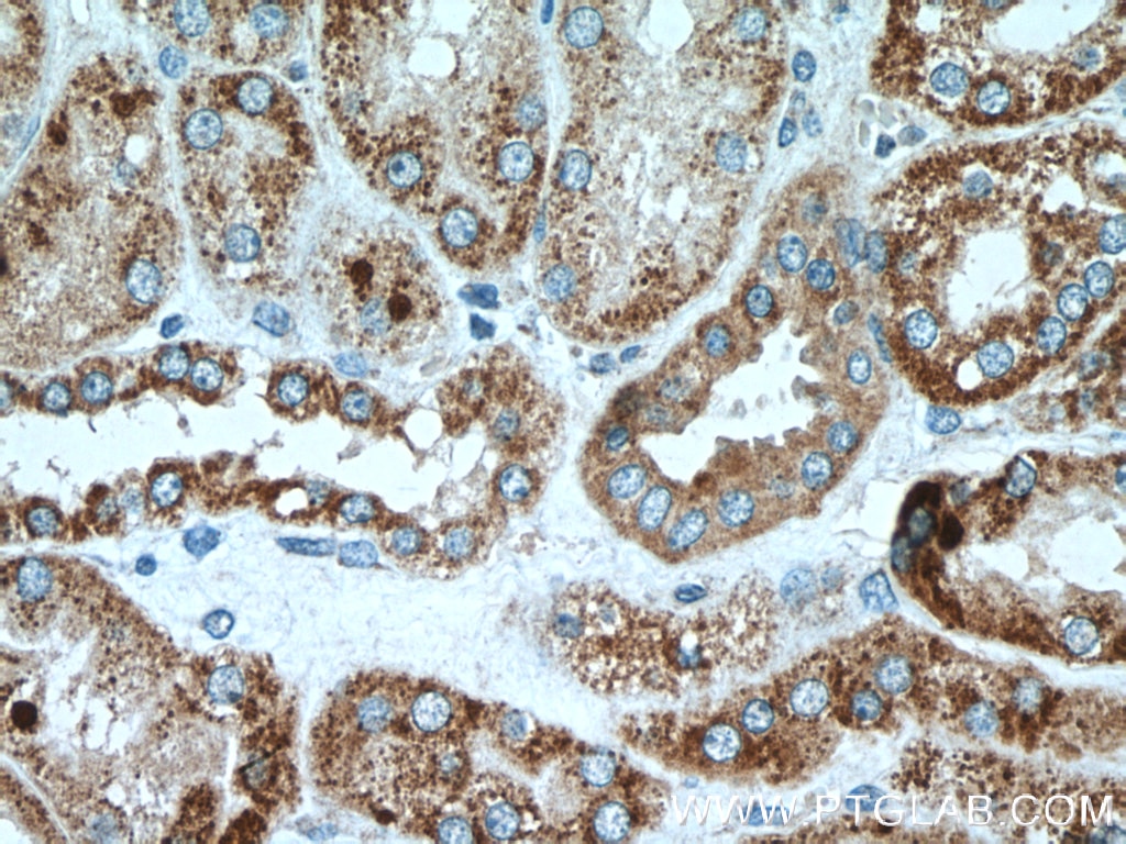 Immunohistochemistry (IHC) staining of human kidney tissue using Cytokeratin 18 Polyclonal antibody (18708-1-AP)