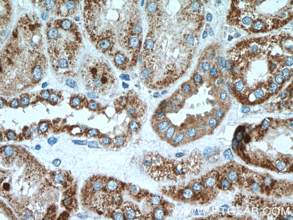 IHC staining of human kidney using 18708-1-AP