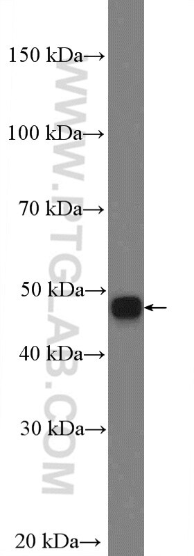 Western Blot (WB) analysis of COLO 320 cells using Cytokeratin 18 Polyclonal antibody (18708-1-AP)