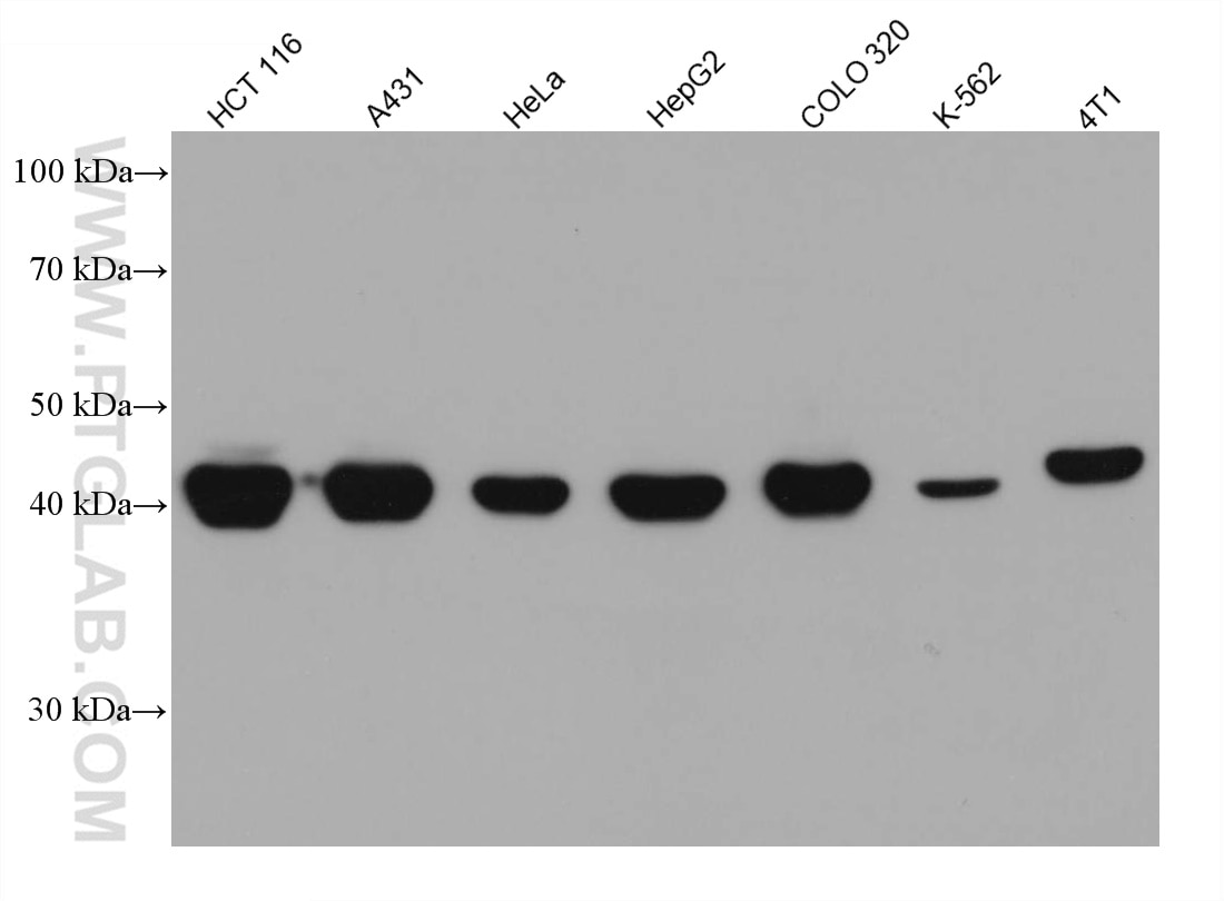 Western Blot (WB) analysis of various lysates using Cytokeratin 18 Monoclonal antibody (66187-1-Ig)