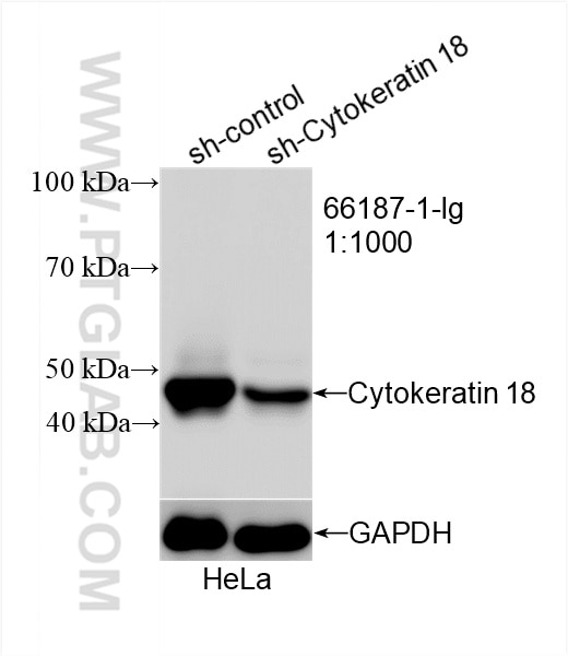 Western Blot (WB) analysis of HeLa cells using Cytokeratin 18 Monoclonal antibody (66187-1-Ig)