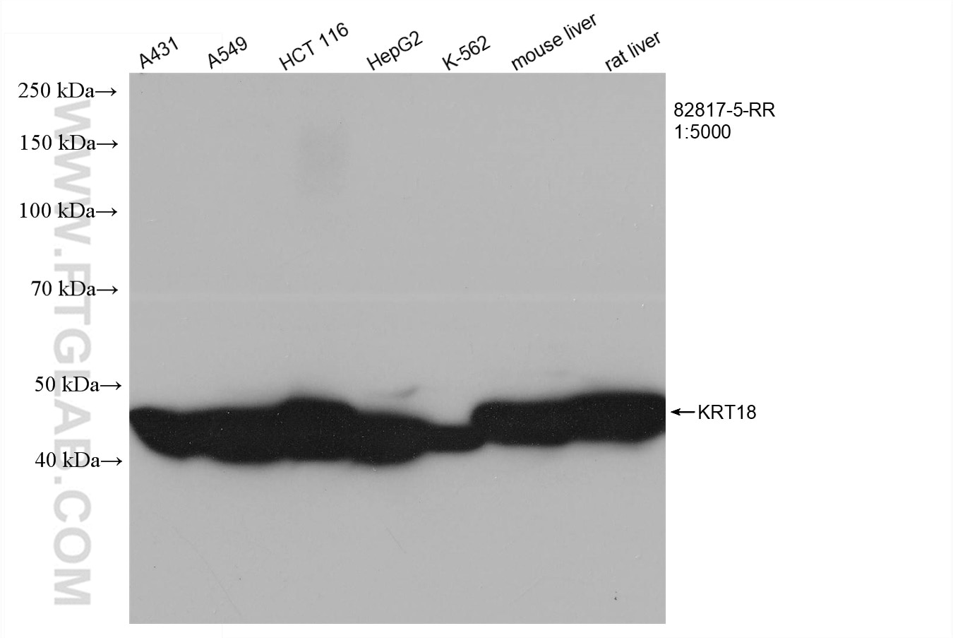 Western Blot (WB) analysis of various lysates using Cytokeratin 18 Recombinant antibody (82817-5-RR)