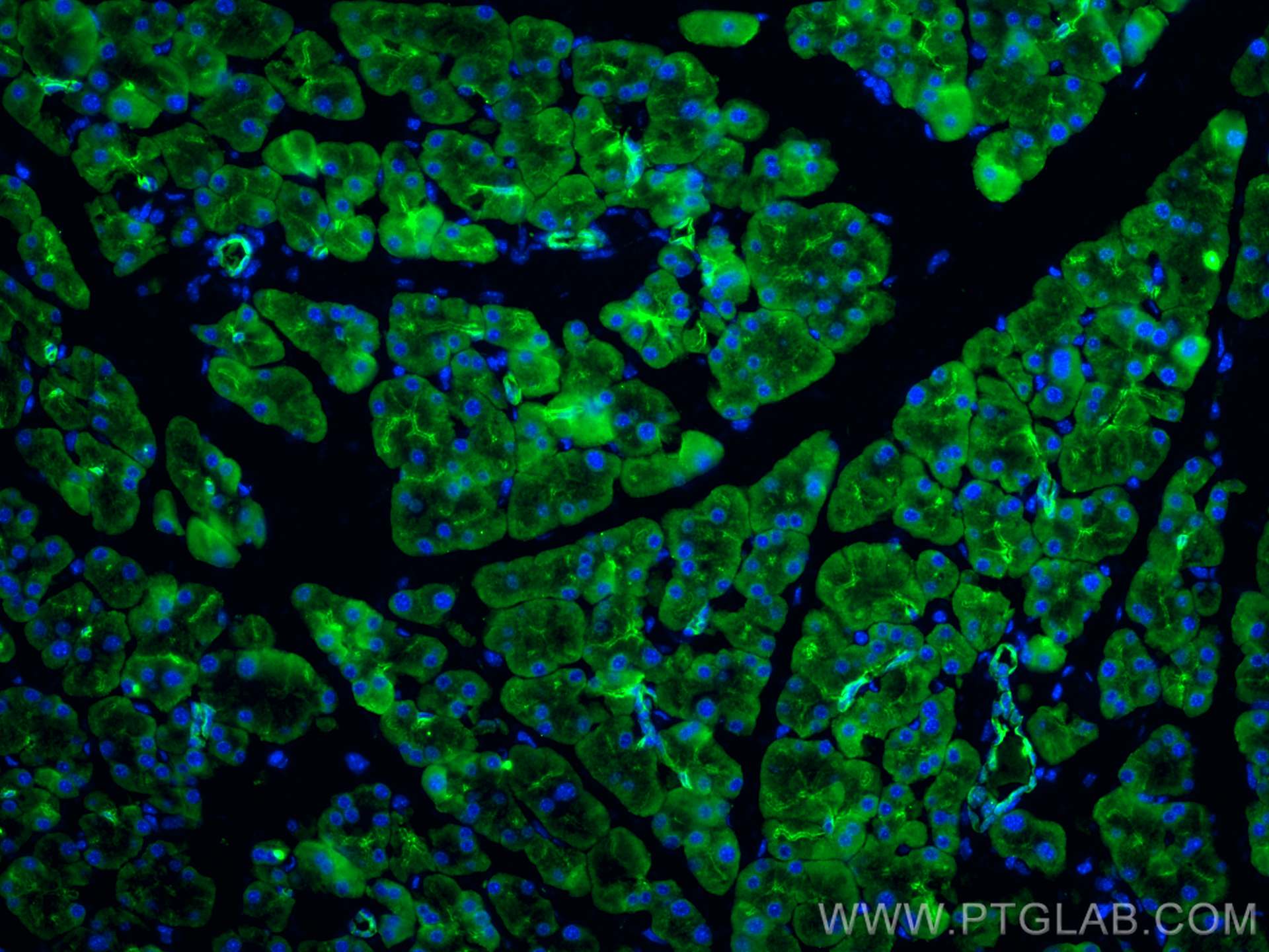 Immunofluorescence (IF) / fluorescent staining of mouse pancreas tissue using Cytokeratin 19 Polyclonal antibody (10712-1-AP)