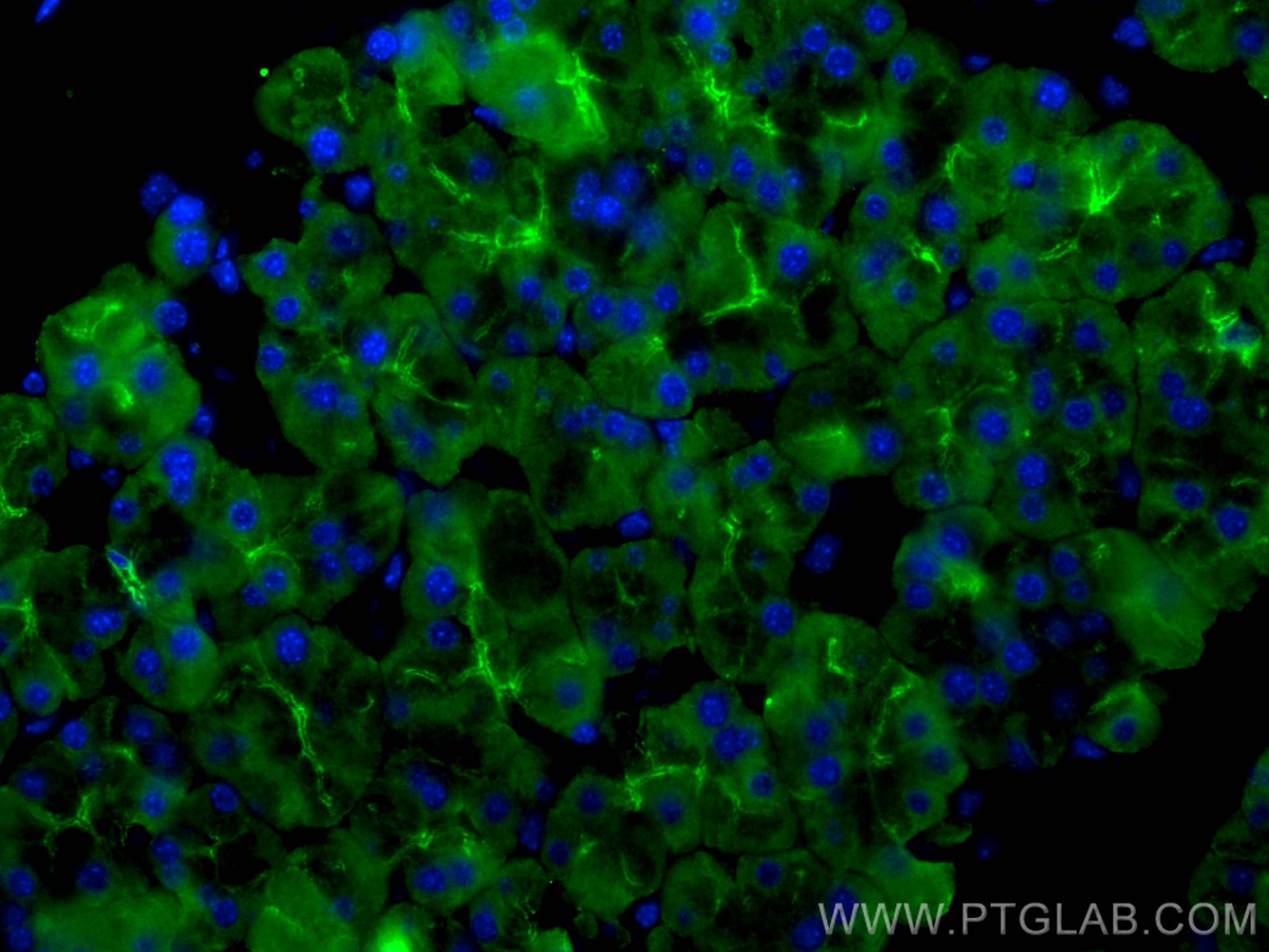 Immunofluorescence (IF) / fluorescent staining of mouse pancreas tissue using Cytokeratin 19 Polyclonal antibody (10712-1-AP)