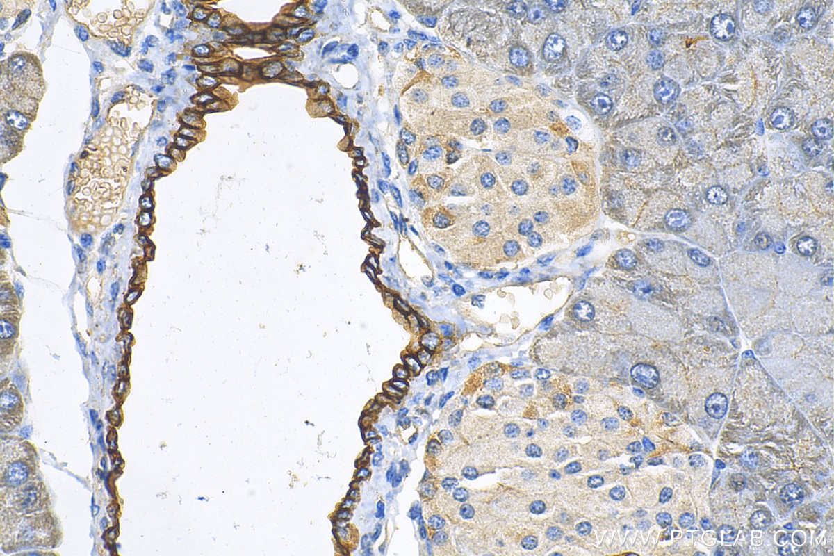 Immunohistochemistry (IHC) staining of mouse pancreas tissue using Cytokeratin 19 Polyclonal antibody (10712-1-AP)