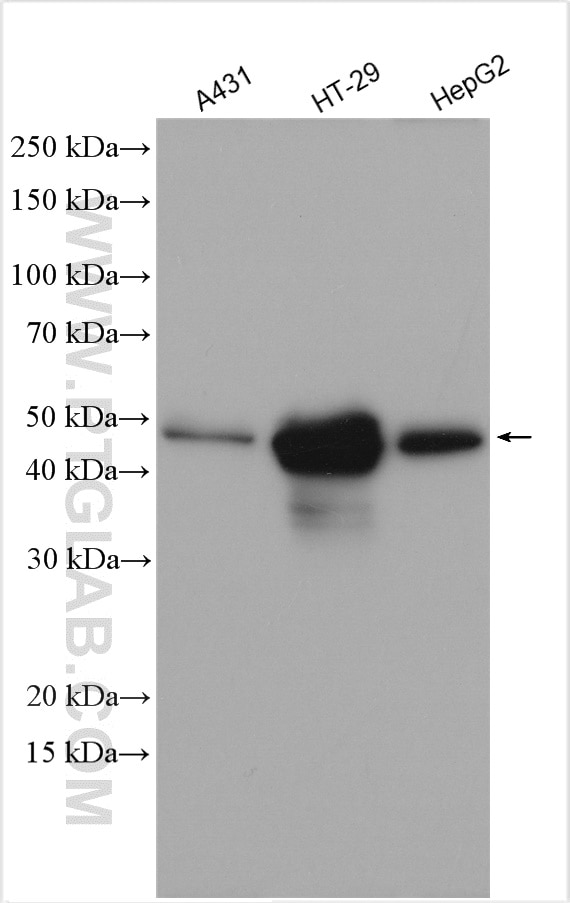 Western Blot (WB) analysis of various lysates using Cytokeratin 19 Polyclonal antibody (10712-1-AP)