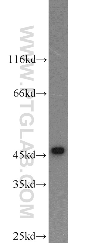 Western Blot (WB) analysis of HepG2 cells using Cytokeratin 19 Polyclonal antibody (10712-1-AP)