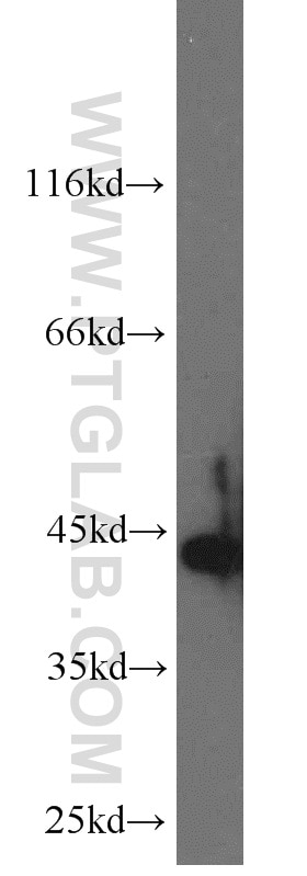 Western Blot (WB) analysis of mouse placenta tissue using Cytokeratin 19 Polyclonal antibody (10712-1-AP)