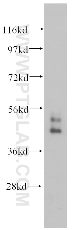 Western Blot (WB) analysis of HepG2 cells using Cytokeratin 19 Polyclonal antibody (14965-1-AP)