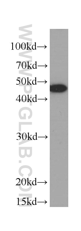 Western Blot (WB) analysis of MCF-7 cells using Cytokeratin 19 Monoclonal antibody (60187-1-Ig)
