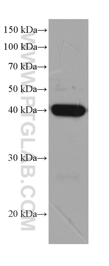 Western Blot (WB) analysis of HaCaT cells using Cytokeratin 19 Monoclonal antibody (60187-1-Ig)