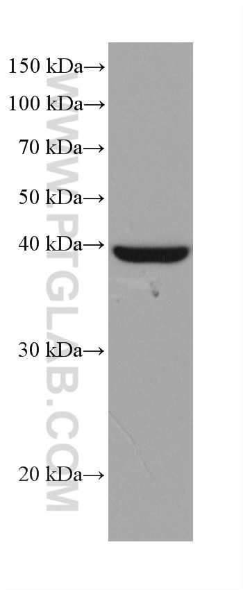 Western Blot (WB) analysis of PC-3 cells using Cytokeratin 19 Monoclonal antibody (60187-1-Ig)