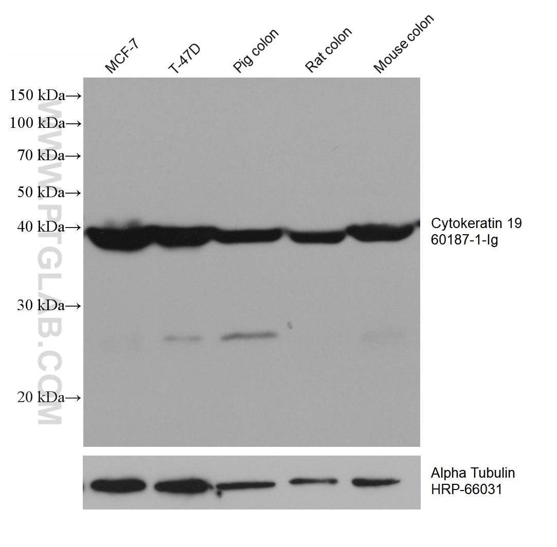 Western Blot (WB) analysis of various lysates using Cytokeratin 19 Monoclonal antibody (60187-1-Ig)