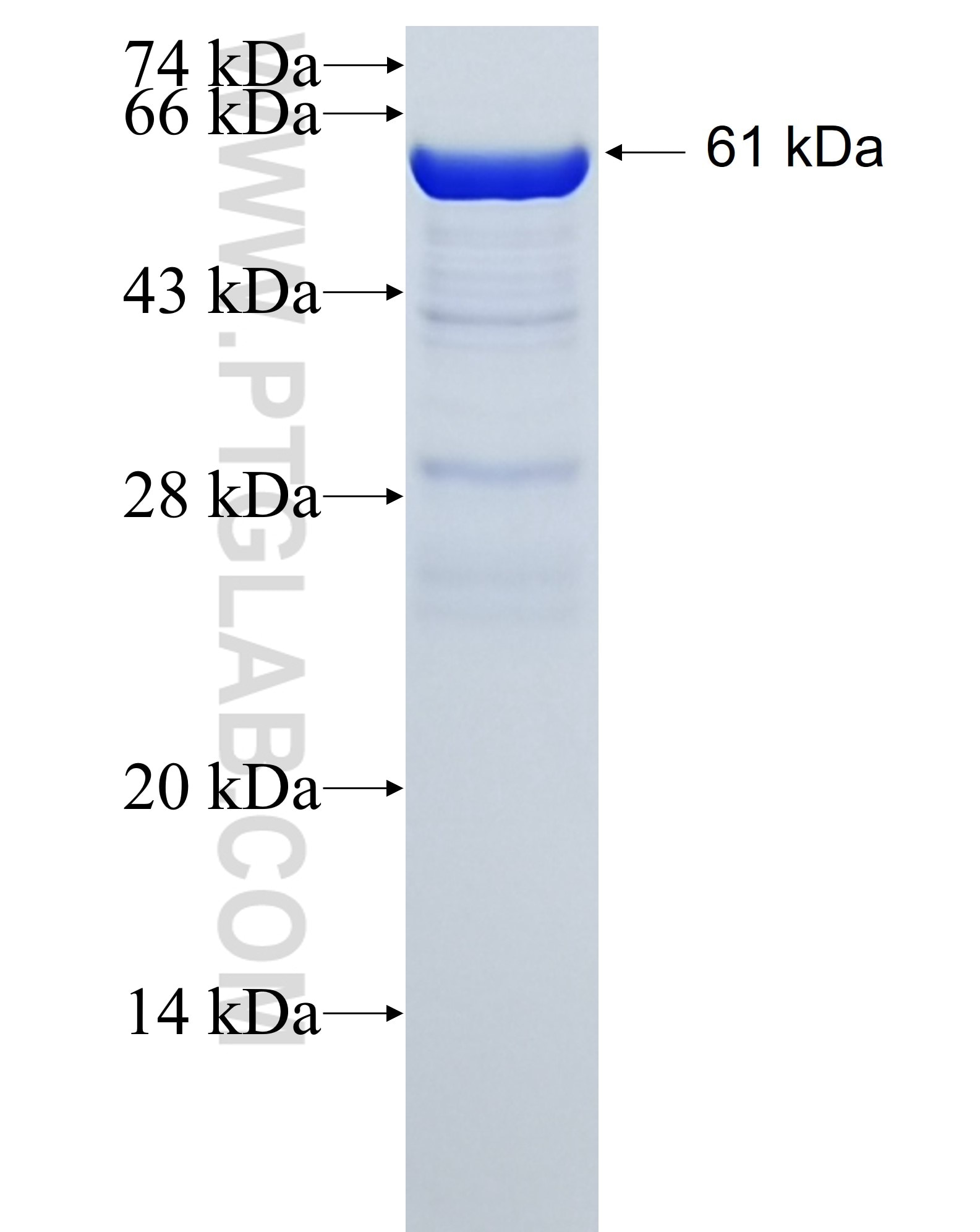 KRT19 fusion protein Ag6830 SDS-PAGE