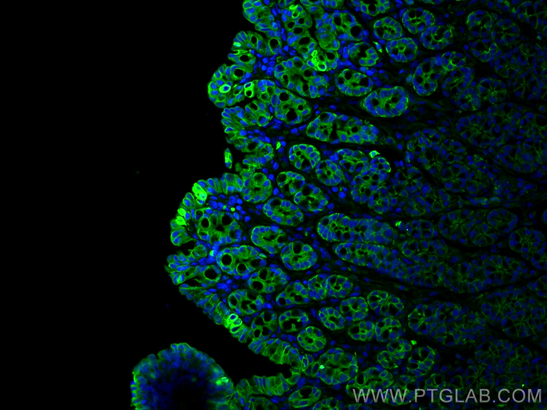 Immunofluorescence (IF) / fluorescent staining of Rabbit colon tissue using Cytokeratin 20 Polyclonal antibody (17329-1-AP)