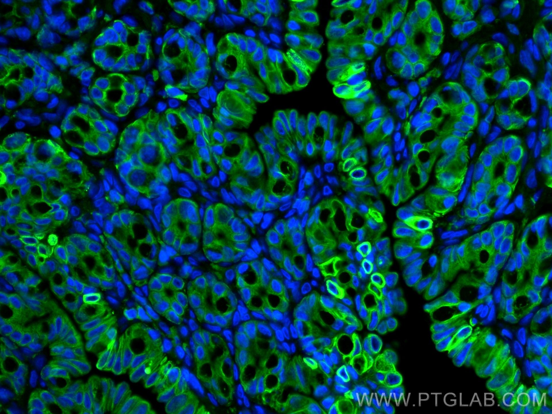Immunofluorescence (IF) / fluorescent staining of Rabbit colon tissue using Cytokeratin 20 Polyclonal antibody (17329-1-AP)