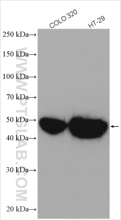 Western Blot (WB) analysis of various lysates using Cytokeratin 20 Polyclonal antibody (17329-1-AP)