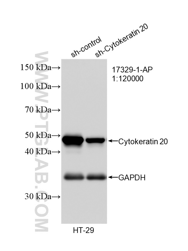 Western Blot (WB) analysis of HT-29 cells using Cytokeratin 20 Polyclonal antibody (17329-1-AP)
