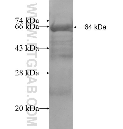 KRT222P fusion protein Ag15493 SDS-PAGE