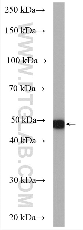 Western Blot (WB) analysis of BxPC-3 cells using KRT23 Polyclonal antibody (24049-1-AP)