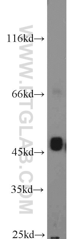 Western Blot (WB) analysis of HepG2 cells using KRT23 Polyclonal antibody (24049-1-AP)