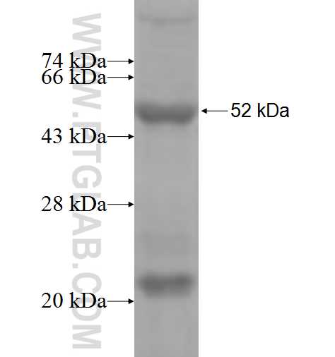 KRT36 fusion protein Ag5483 SDS-PAGE