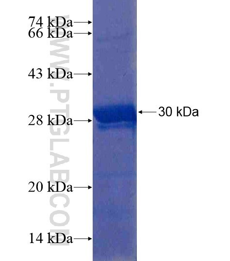 KRT38 fusion protein Ag19197 SDS-PAGE