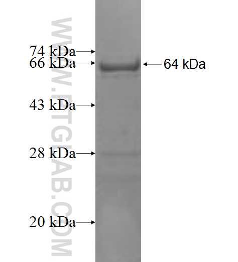 KRT4 fusion protein Ag9854 SDS-PAGE