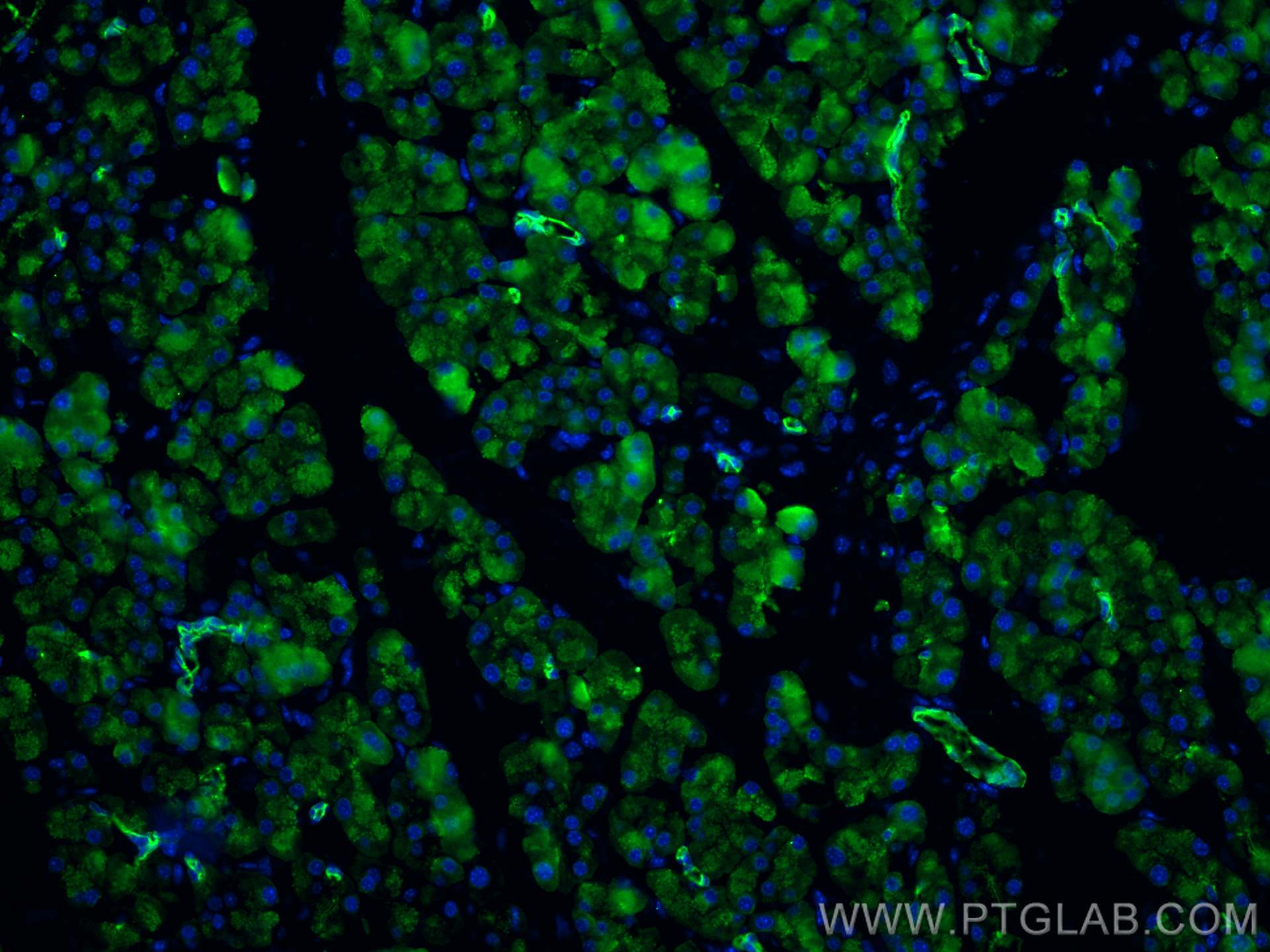 Immunofluorescence (IF) / fluorescent staining of mouse pancreas tissue using Cytokeratin 7 Polyclonal antibody (15539-1-AP)