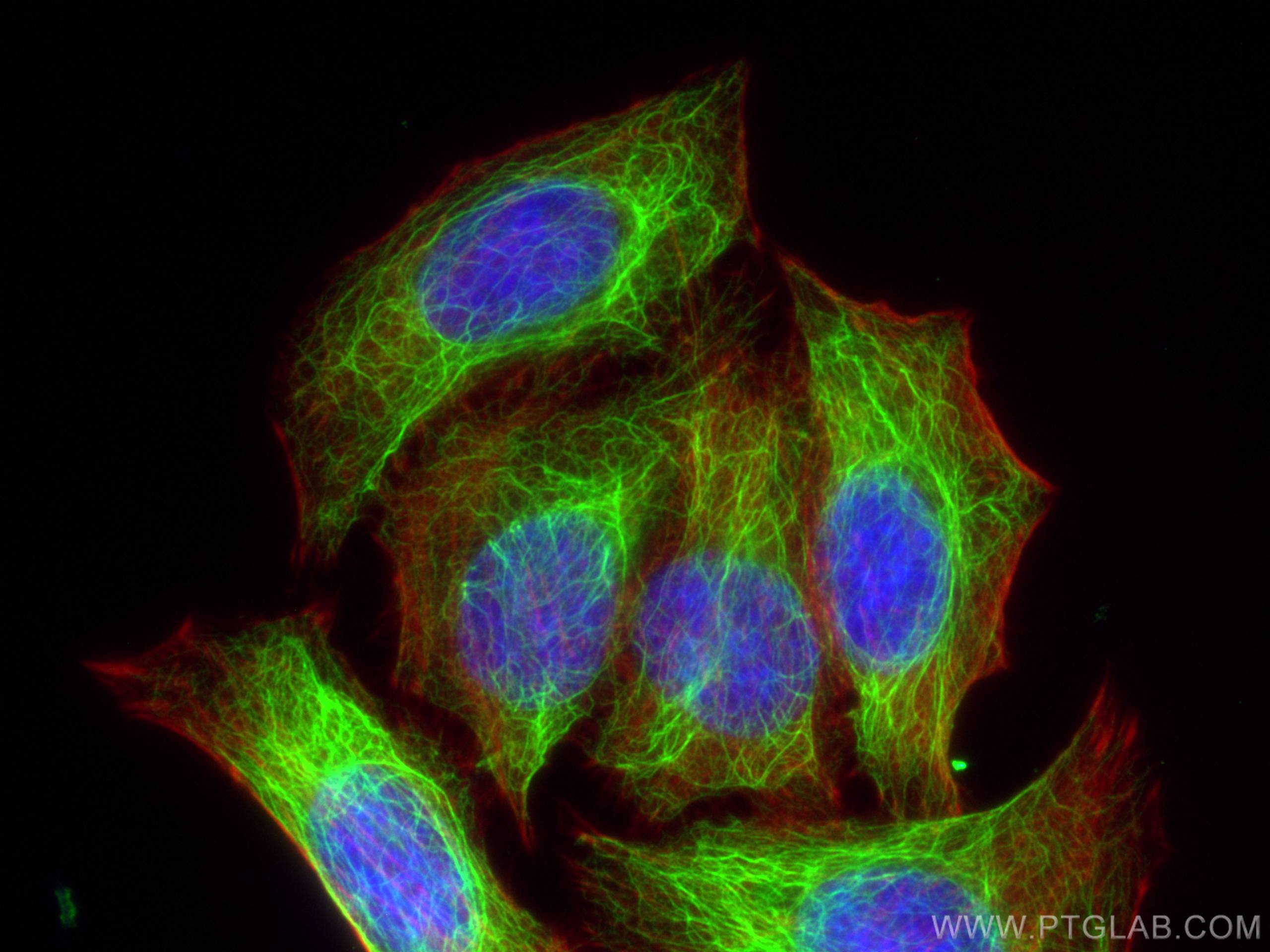 Immunofluorescence (IF) / fluorescent staining of HepG2 cells using Cytokeratin 7-specific Polyclonal antibody (17513-1-AP)