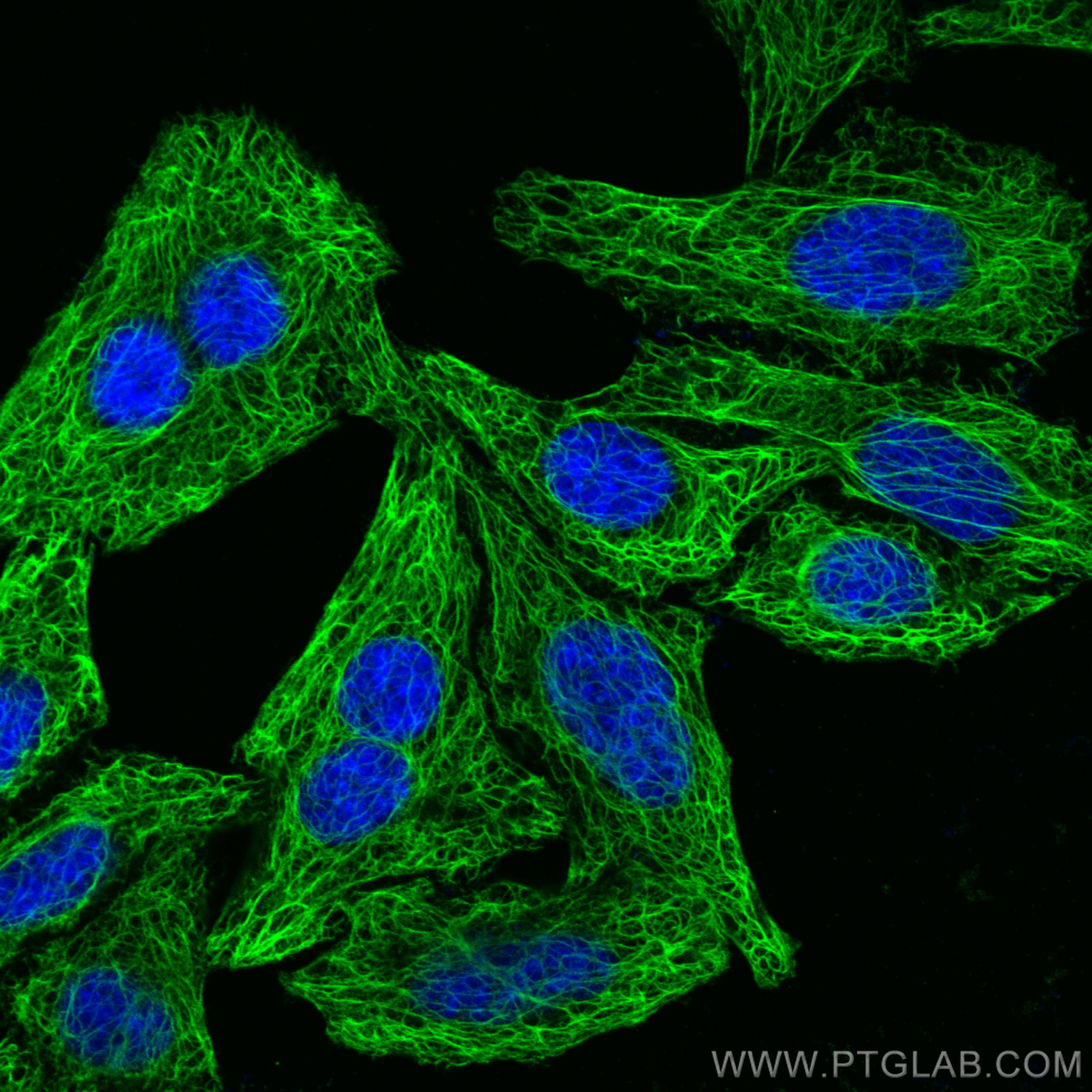 Immunofluorescence (IF) / fluorescent staining of HepG2 cells using Cytokeratin 7-specific Polyclonal antibody (17513-1-AP)