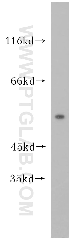 WB analysis of HepG2 using 16857-1-AP